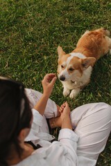 Close-up of a woman training and feeding a Welsh Corgi in the park in sunny weather. Concept of...