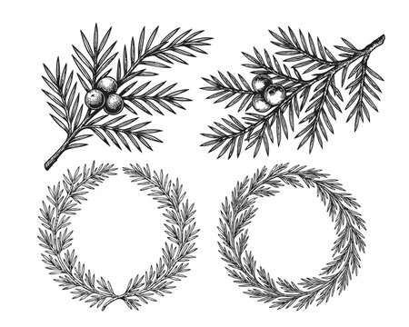 Hand Drawn juniper Wreath and Fir Branch Set in Vintage Engraving Style vector