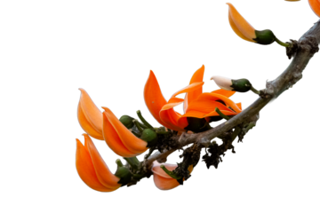 Butea monosperma flower isolated on white background.