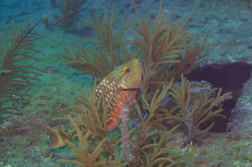Stoplight Parrotfish Sparisoma Viride initial phase search coral reef for food