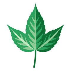 neem leaf  vector illustration