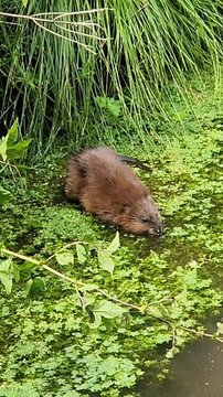 Biever crossing the river