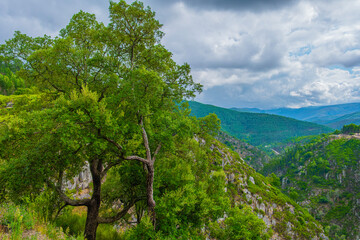 Close-up photo of a tree against a green mountain ridge on a sunny day