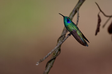 the sparkling violetear graces the gardens of Huembo, Amazonas with its vivid blues and greens, alive against the cloud forest backdrop.