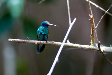 the sparkling violetear graces the gardens of Huembo, Amazonas with its vivid blues and greens, alive against the cloud forest backdrop.