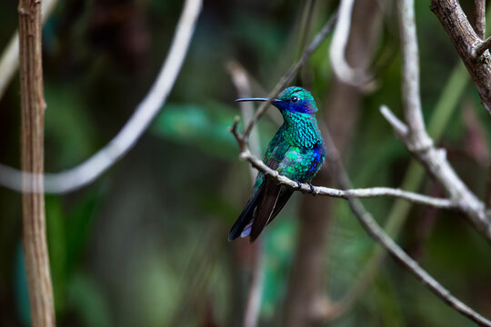 the sparkling violetear graces the gardens of Huembo, Amazonas with its vivid blues and greens, alive against the cloud forest backdrop.
