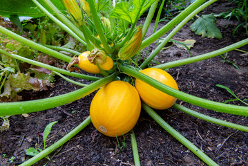 Yellow round zucchini on the bush in garden, closeup. Agricultural concept, cultivated plants