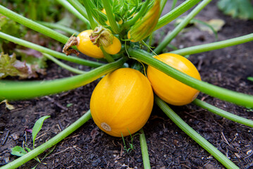 Yellow round zucchini on the bush in garden, closeup. Agricultural concept, cultivated plants