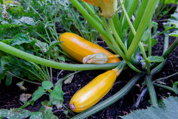 Yellow long zucchini on the bush in garden.