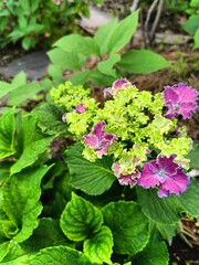 close-up of blooming lilac hydrangea with curly petals