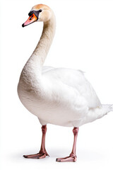 Fototapeta premium Full-body of a graceful swan standing tall, pure white feathers glowing softly, completely isolated on a clean white background. 