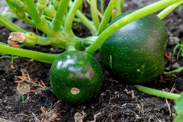 green organic zucchini on the bush in garden. Close up.