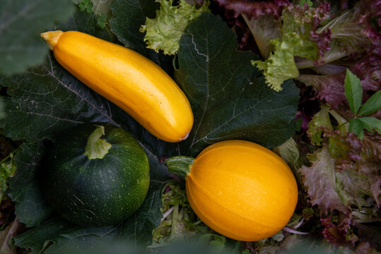 fresh vegetables. one yellow round, one yellow long and one green round zucchini.