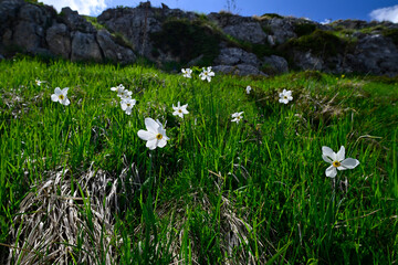 Weiße Narzisse, Dichter-Narzisse // poet's daffodil  (Narcissus poeticus) - Tomorr Nationalpark,...
