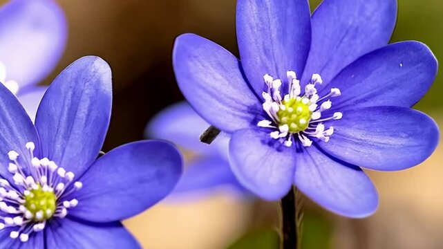 A close-up capture of vibrant, bluish-purple hepaticas with green centers, surrounded by a soft, natural, blurred background on a warm spring day.