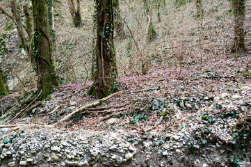 Between Seasons: Delicate Cyclamen on the Bare Forest Floor