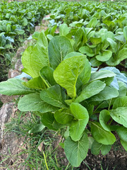 Naklejka premium mustard garden