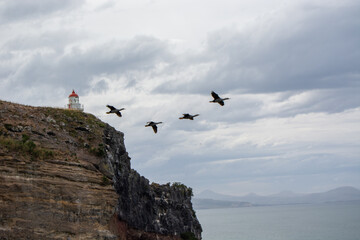 Lighthouse and Flock of Birds Over Coastal Cliff