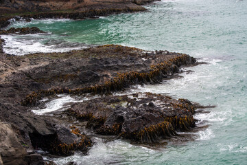 Rocky Coastline with Seaweed and Waves