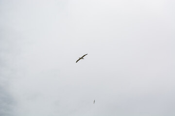 Bird Soaring in Cloudy Sky