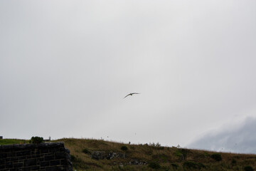 Bird Soaring Over Grassy Hill Under Cloudy Sky