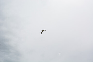 Bird Soaring in a Cloudy Sky