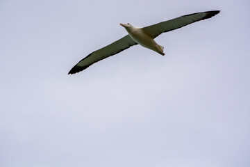 Majestic Bird Soaring in the Sky
