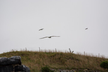 Birds Flying Over Grassy Hill Under Cloudy Sky