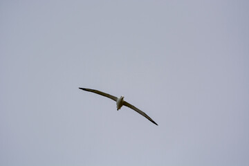 Bird Soaring in the Sky