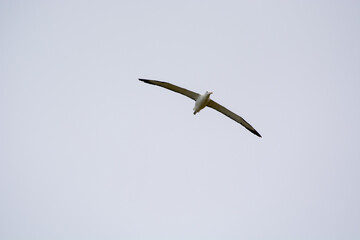 Bird Soaring in a Cloudy Sky
