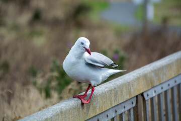 Elegant White Bird Perched on Railing
