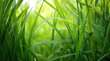Naklejka premium Green grass with sunlight shining through, creating a vibrant and serene natural scene.