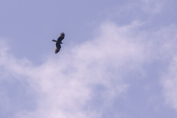 a large bird of prey soars in the sky against a background of clouds