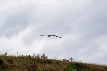 Bird Soaring Against Cloudy Sky