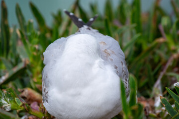 Close-Up of a Bird Perched Among Green Foliage