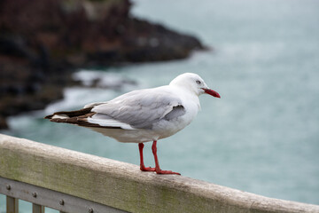 Seagull Perched on Railing by the Ocean