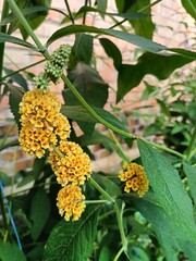 yellow fragrant buddleia blooming in the garden