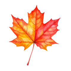 Obraz premium maple leaf isolated on white