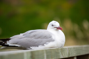 Close-Up of a Resting Seagull on a Railing