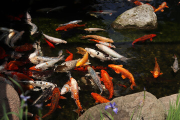 Bright koi fish in a pond or lake. Many koi fish in clear water near the shore. Colorful fish swim in an artificial pond, top view. Multicolored carp. Nature