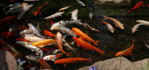 Bright koi fish in a pond or lake. Many koi fish in clear water near the shore. Colorful fish swim in an artificial pond, top view. Multicolored carp. Nature