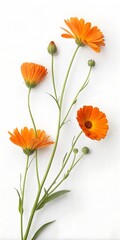 Fototapeta premium Orange calendula flowers and buds orange flowers daisy family