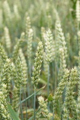 Kłosy zboża rosnące na wiejskim polu