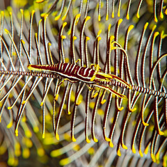 Crinoid shrimp camouflaged on the arms of a feather star