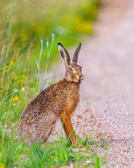 European brown hare, lepus europaeus, Hare sitting on a path