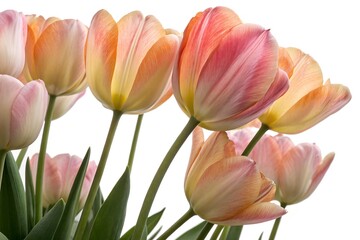 Fototapeta premium pink tulips isolated on white