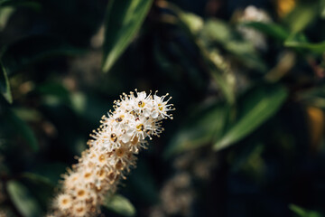 A close up of a flower with a green background