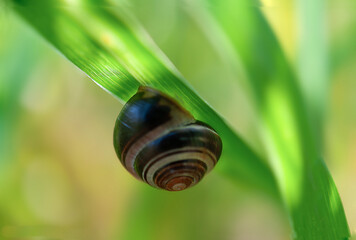 A snail crawling on a blade of grass