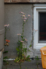 A wild flower growing near a watering barrel