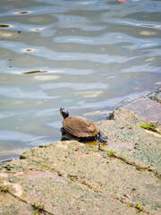 Funny turtles playing in natural environment in Marina Bay in downtown of Singapore in a middle of a city